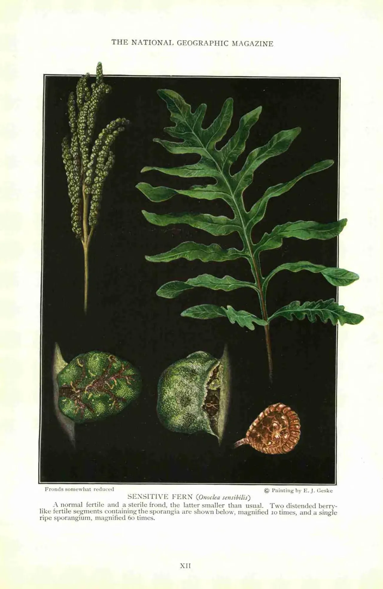 Sensitive fern (Onoclea sensibilis)
