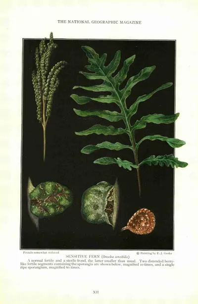 Sensitive fern