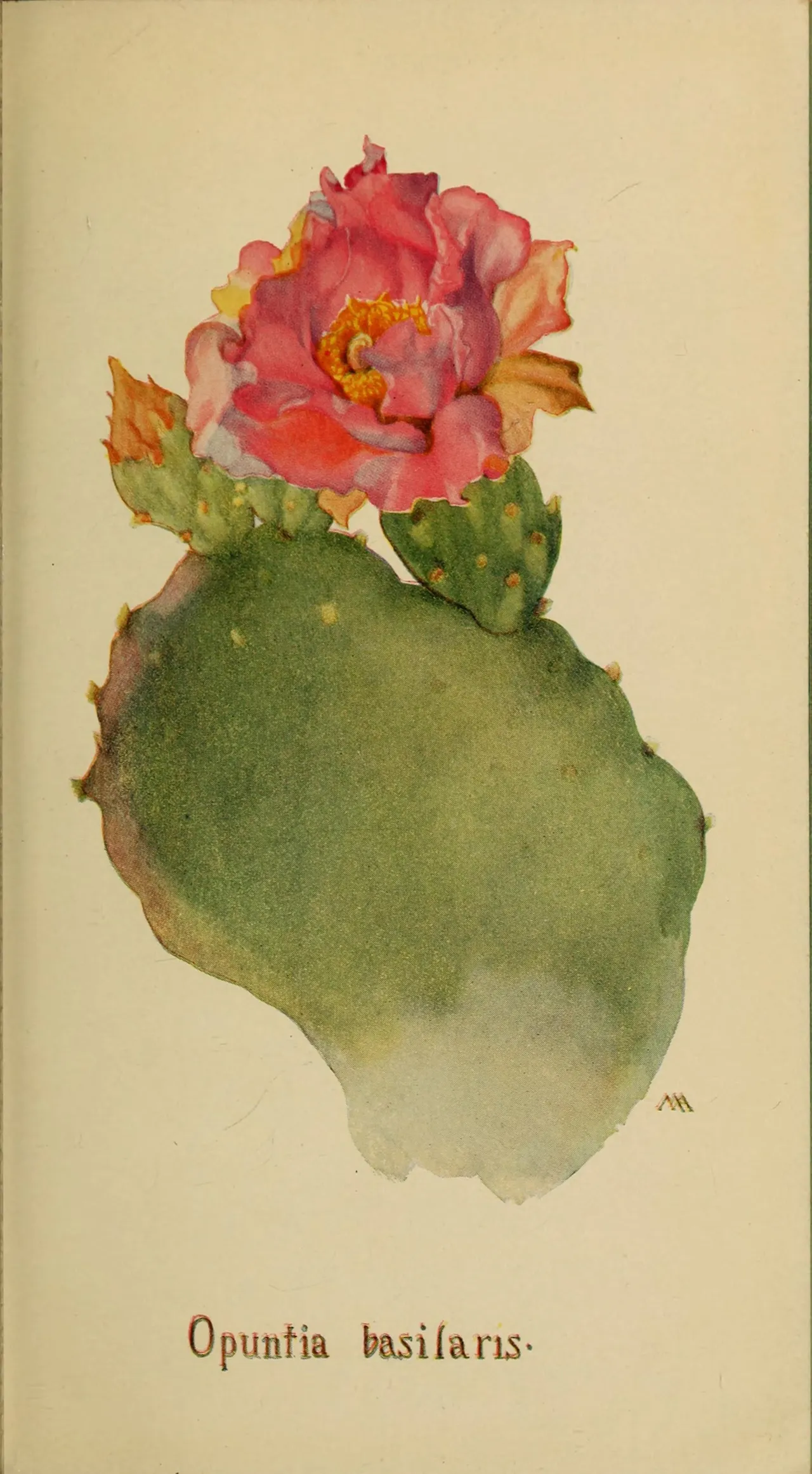 Beavertail Pricklypear (Opuntia basilaris)
