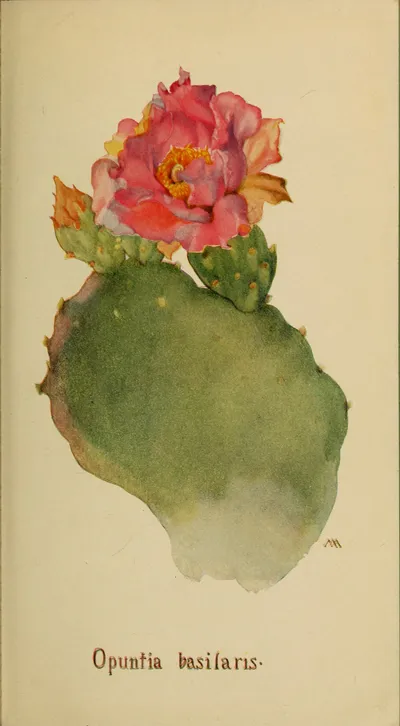 Beavertail Pricklypear