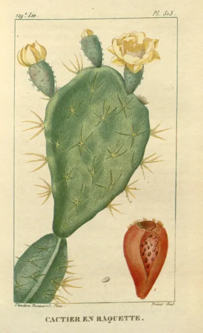 Eastern pricklypear complex