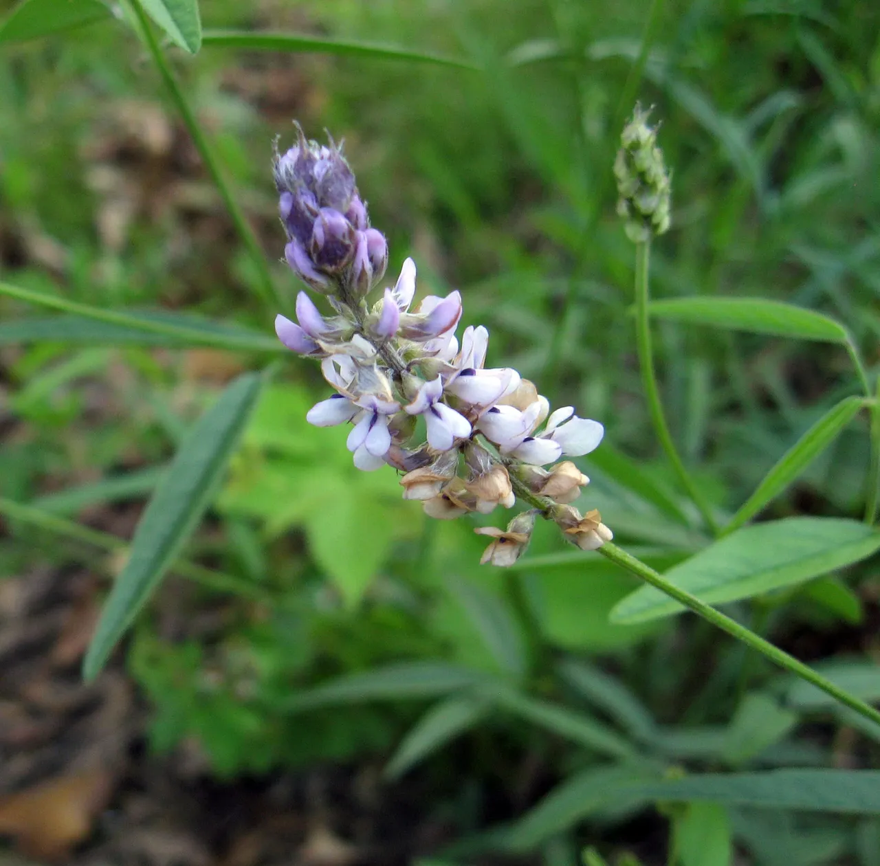Sampson's snakeroot (Orbexilum pedunculatum)