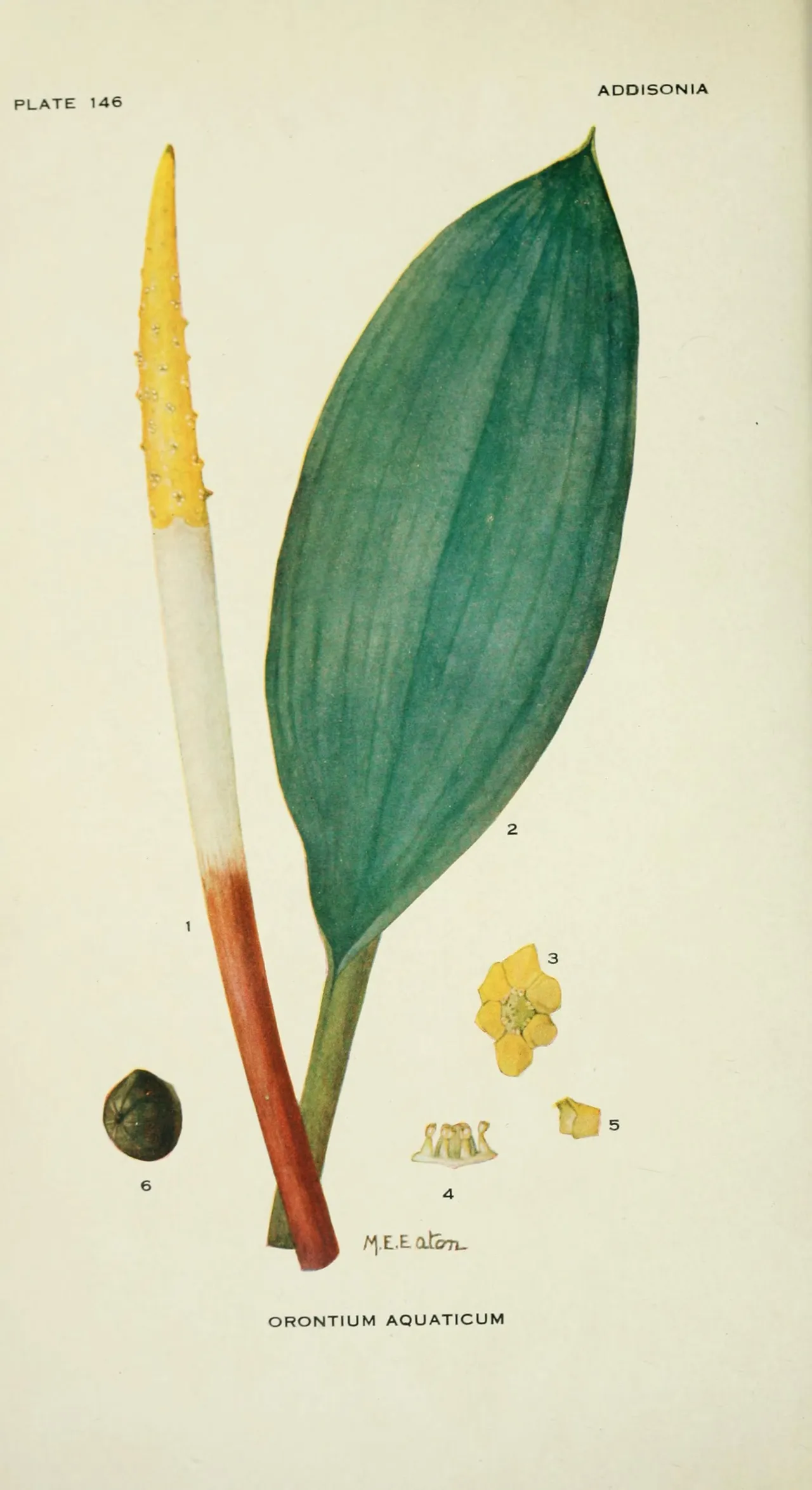 Golden Club (Orontium aquaticum)