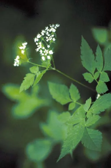 Hairy sweet cicely