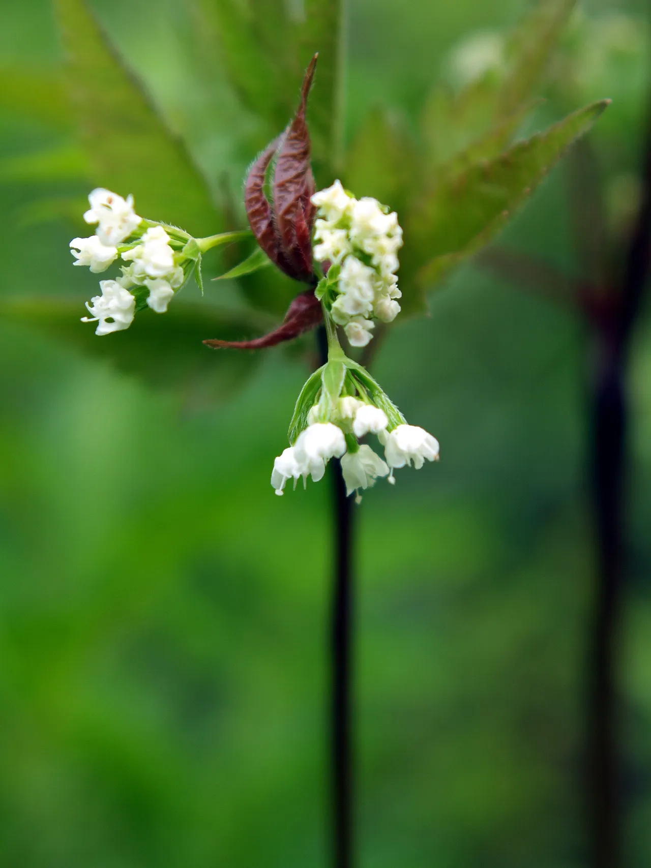 Aniseroot (Osmorhiza longistylis)