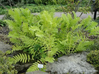 Interrupted fern