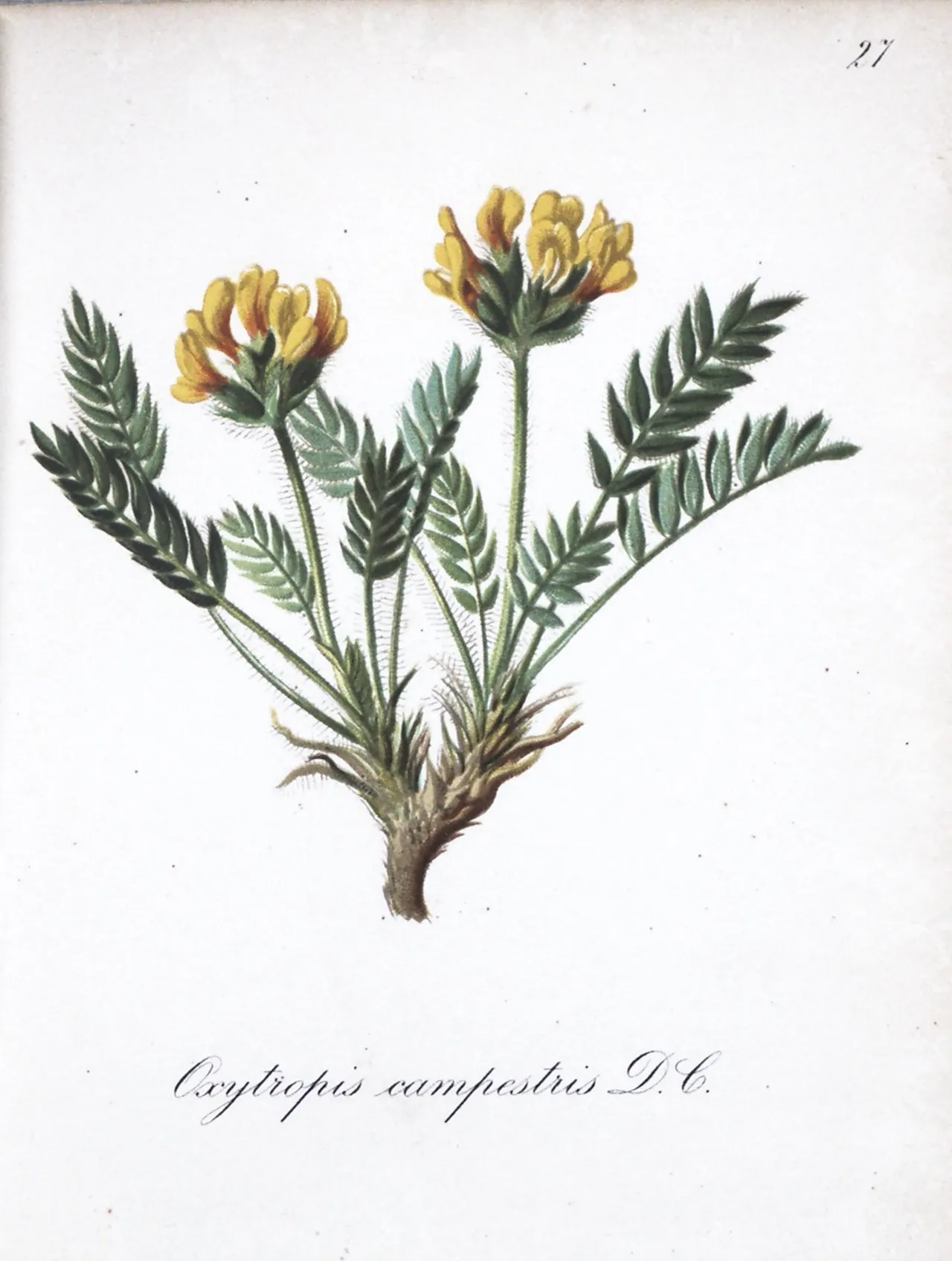 Field locoweed (Oxytropis campestris)
