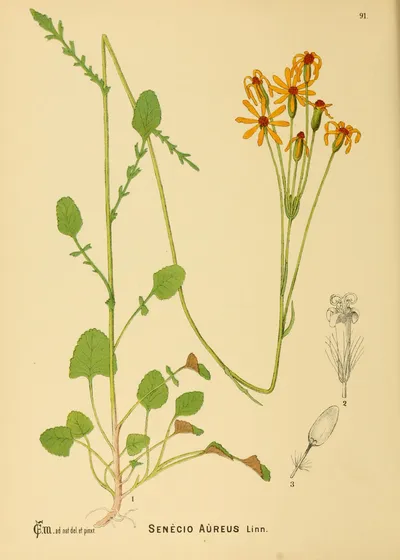 Golden ragwort