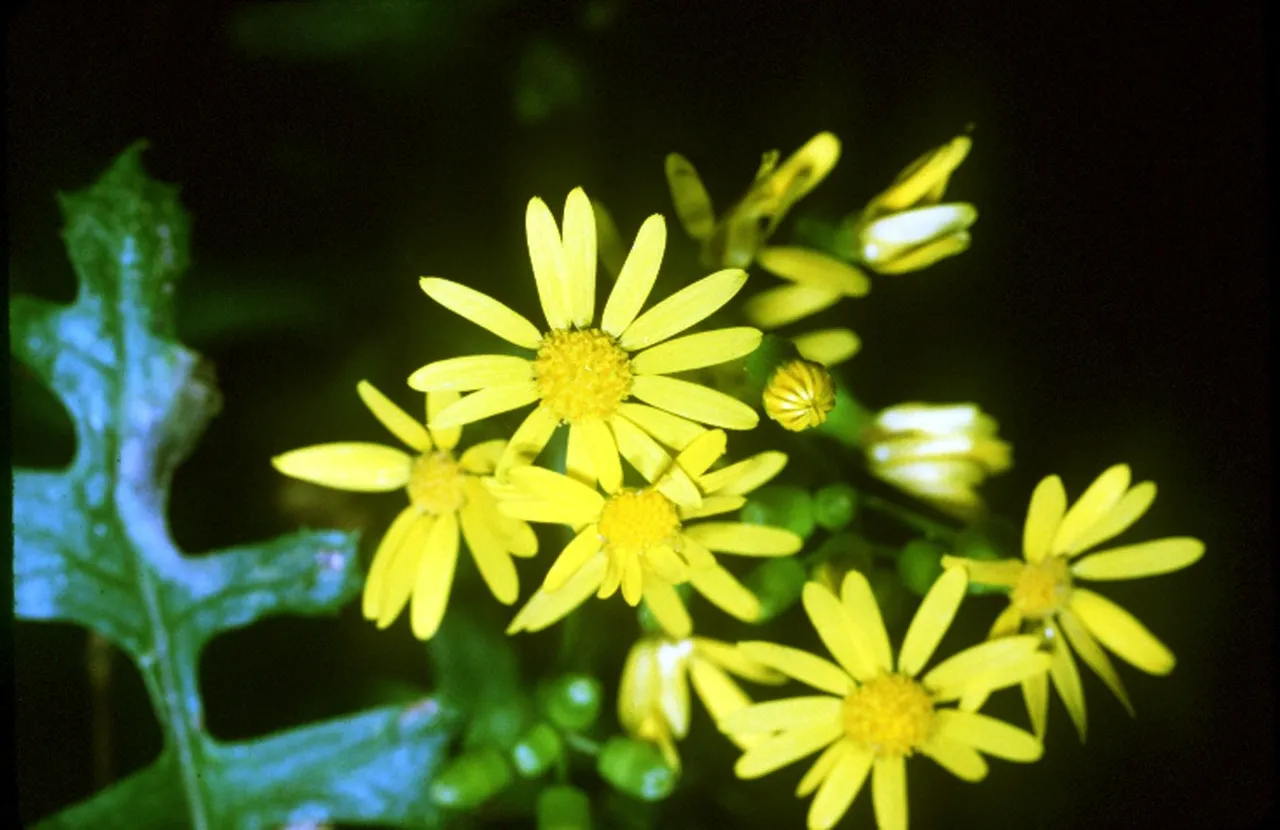 Butterweed (Packera glabella)