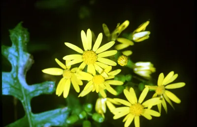 Butterweed