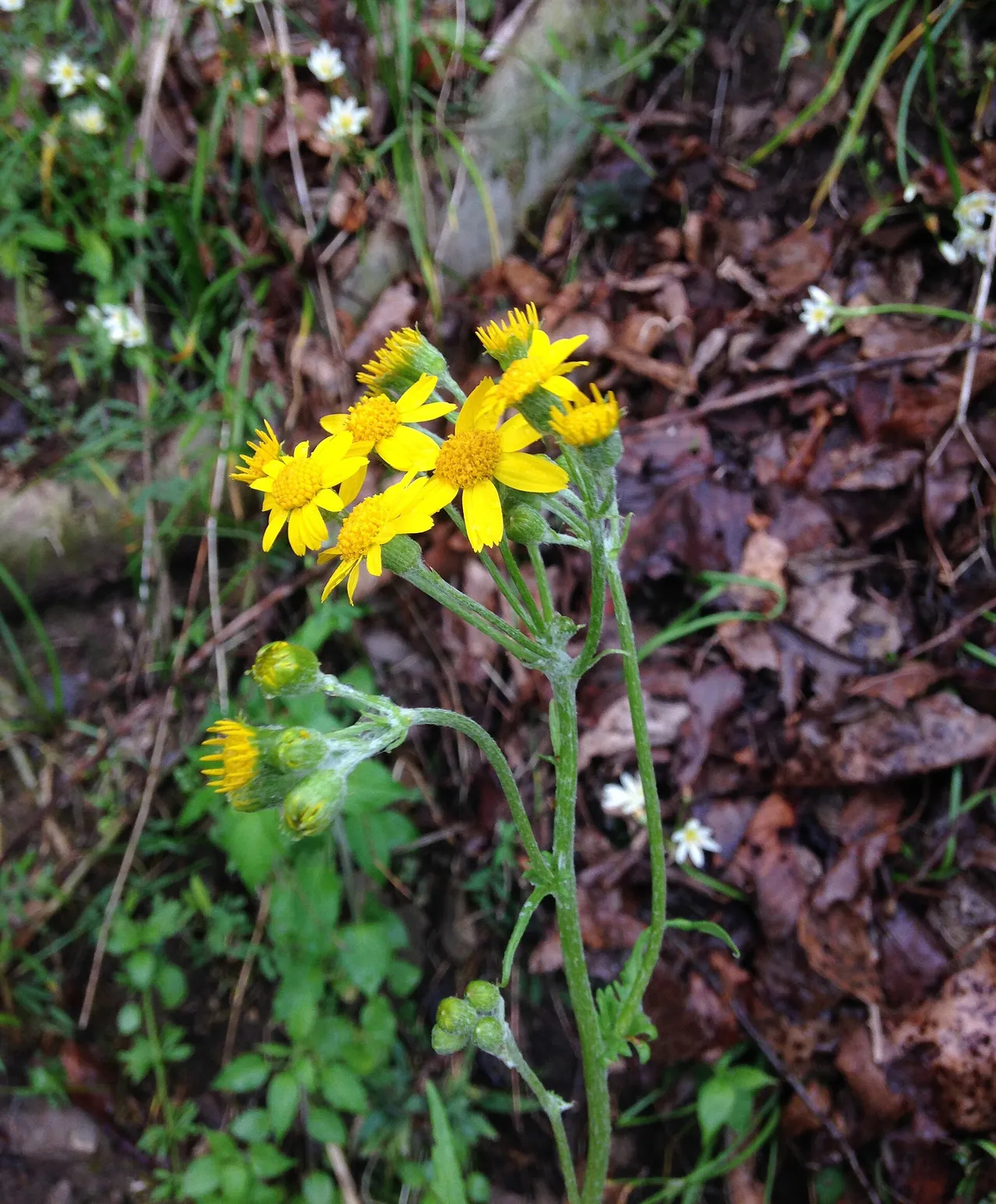 Balsam ragwort (Packera paupercula)