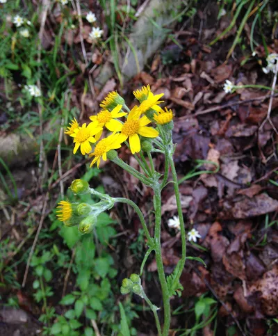 Balsam ragwort