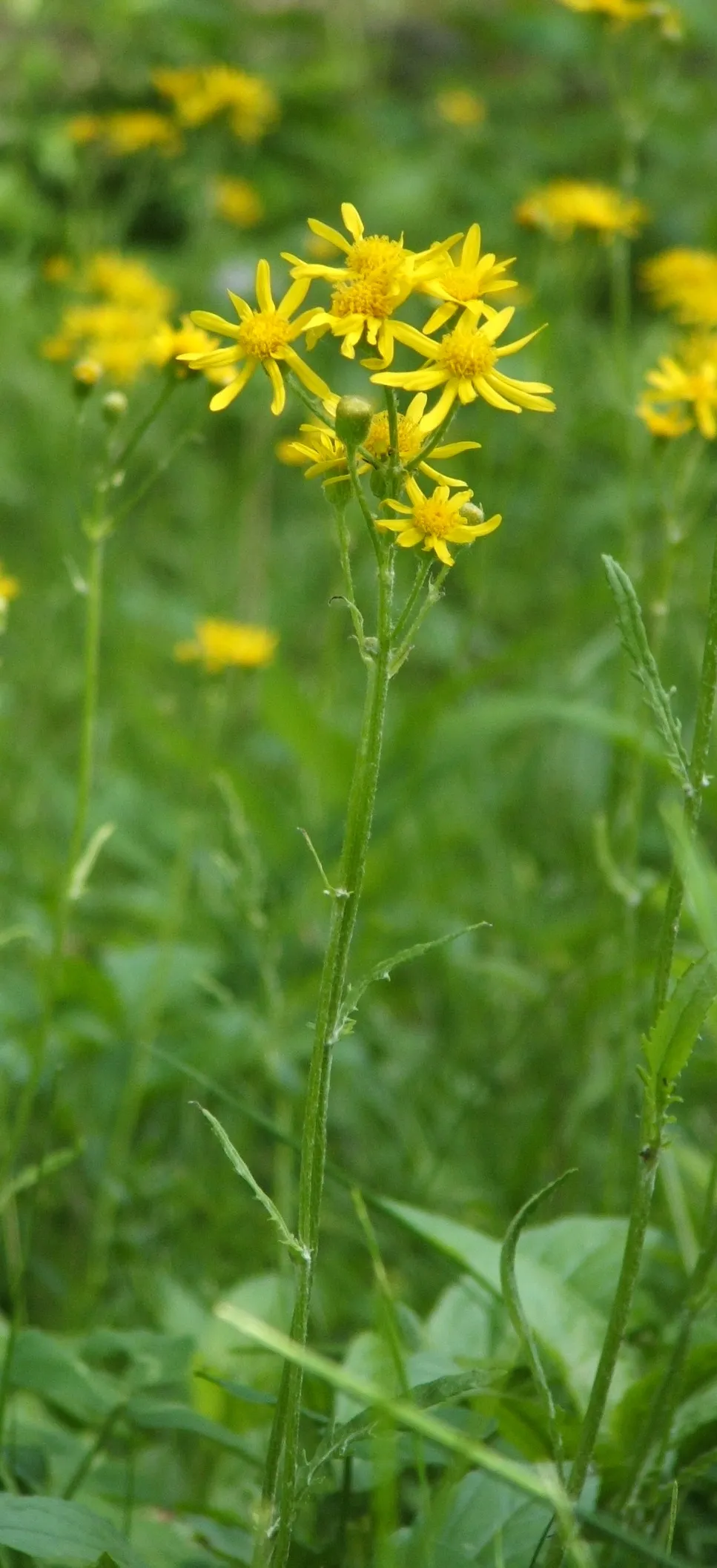 Prairie Groundsel (Packera plattensis)