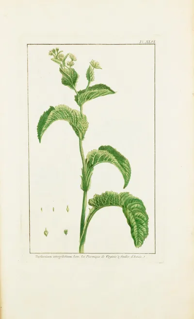 Wild quinine