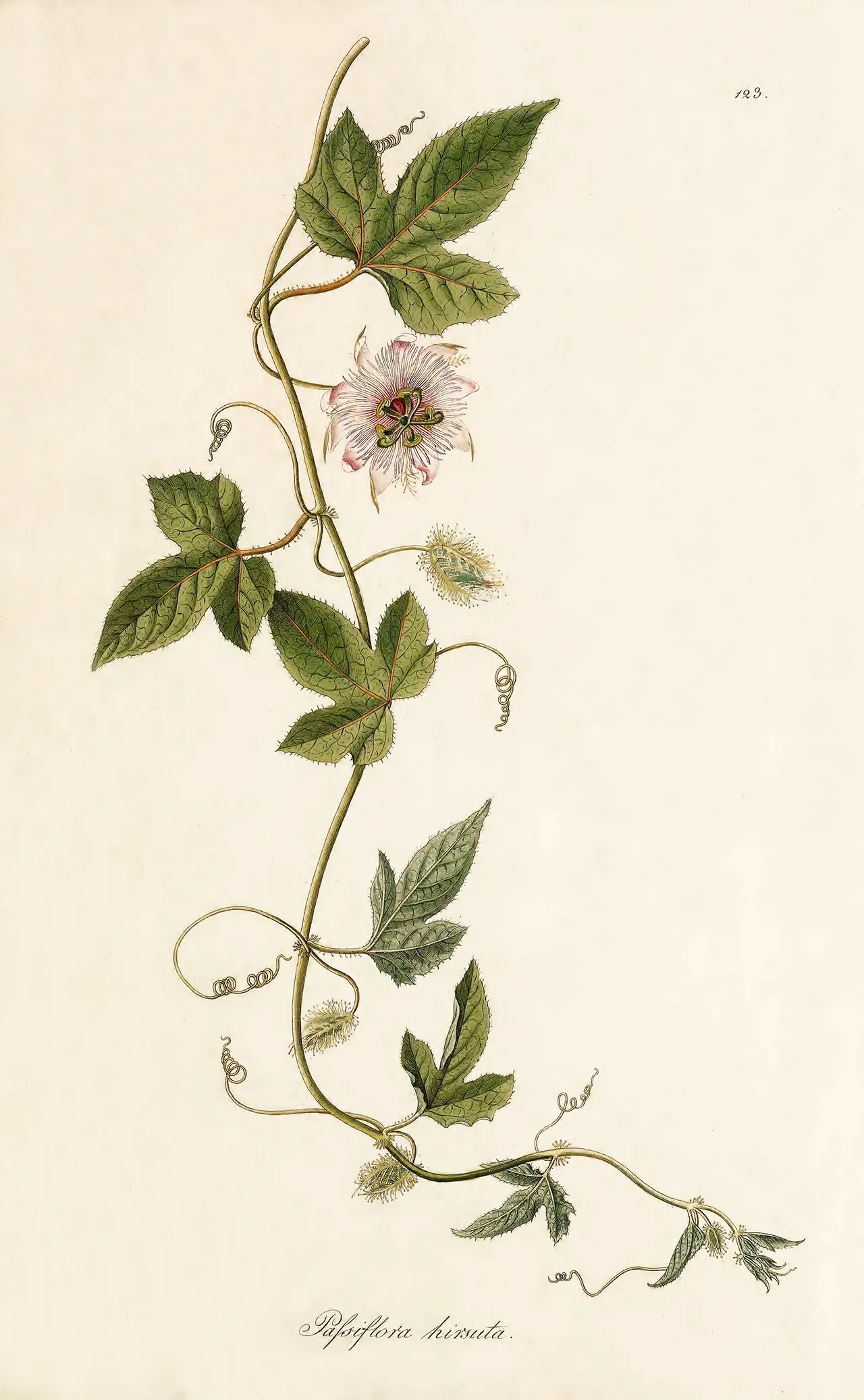 Fetid passionflower (Passiflora foetida)