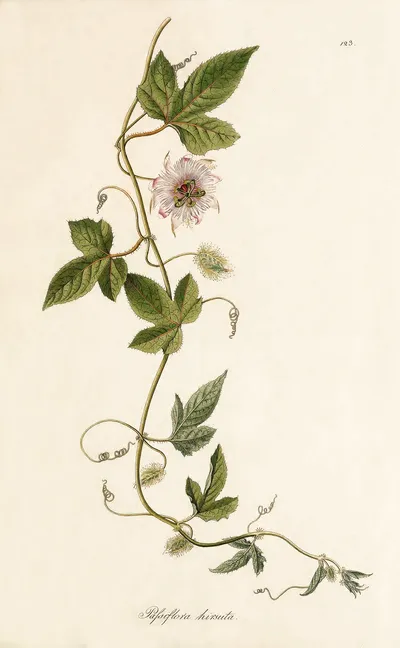 Fetid passionflower