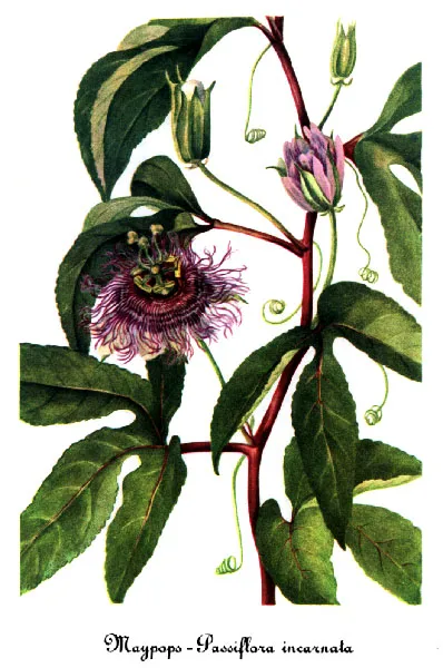 Purple passionflower