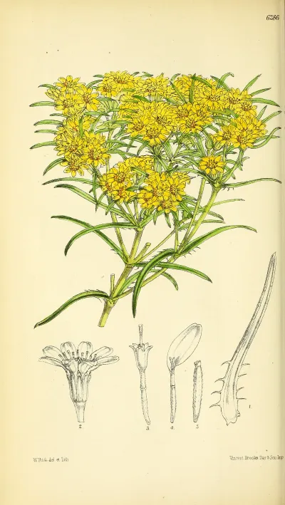 Lemonscent