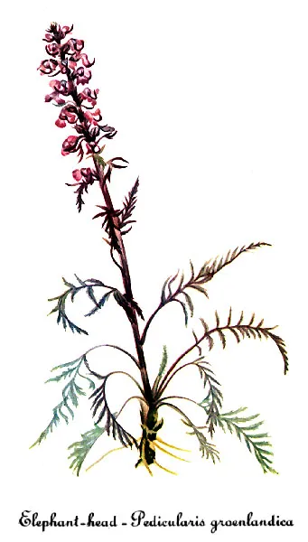 Elephant's-Head lousewort