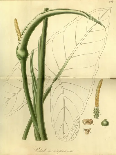 Green Arrow Arum