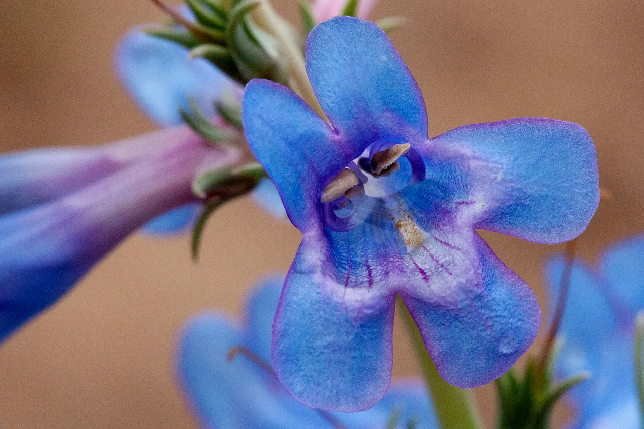 Broadbeard Beardtongue (Penstemon angustifolius)