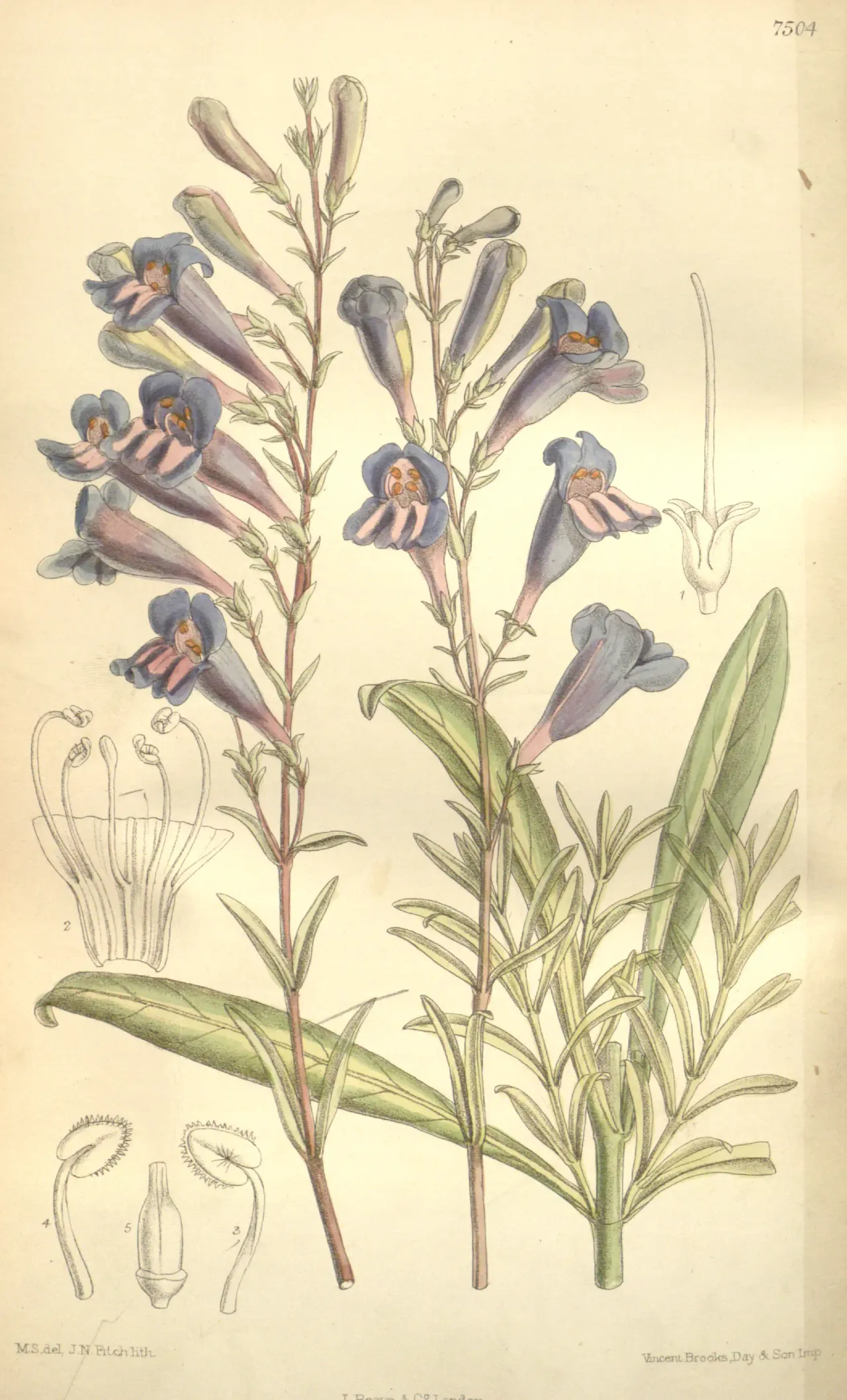 Azure Penstemon (Penstemon azureus)