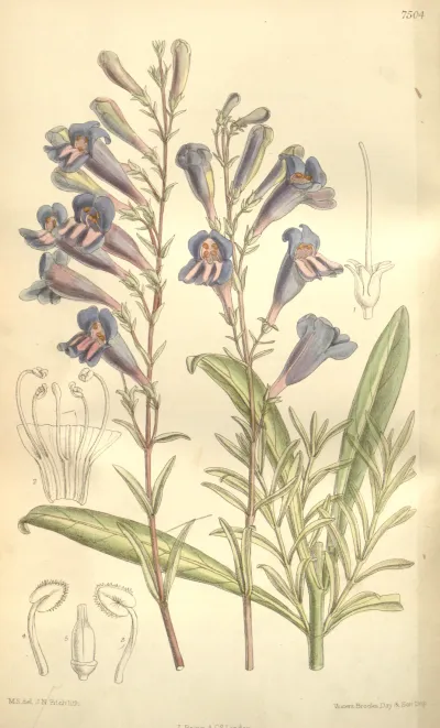 Azure Penstemon