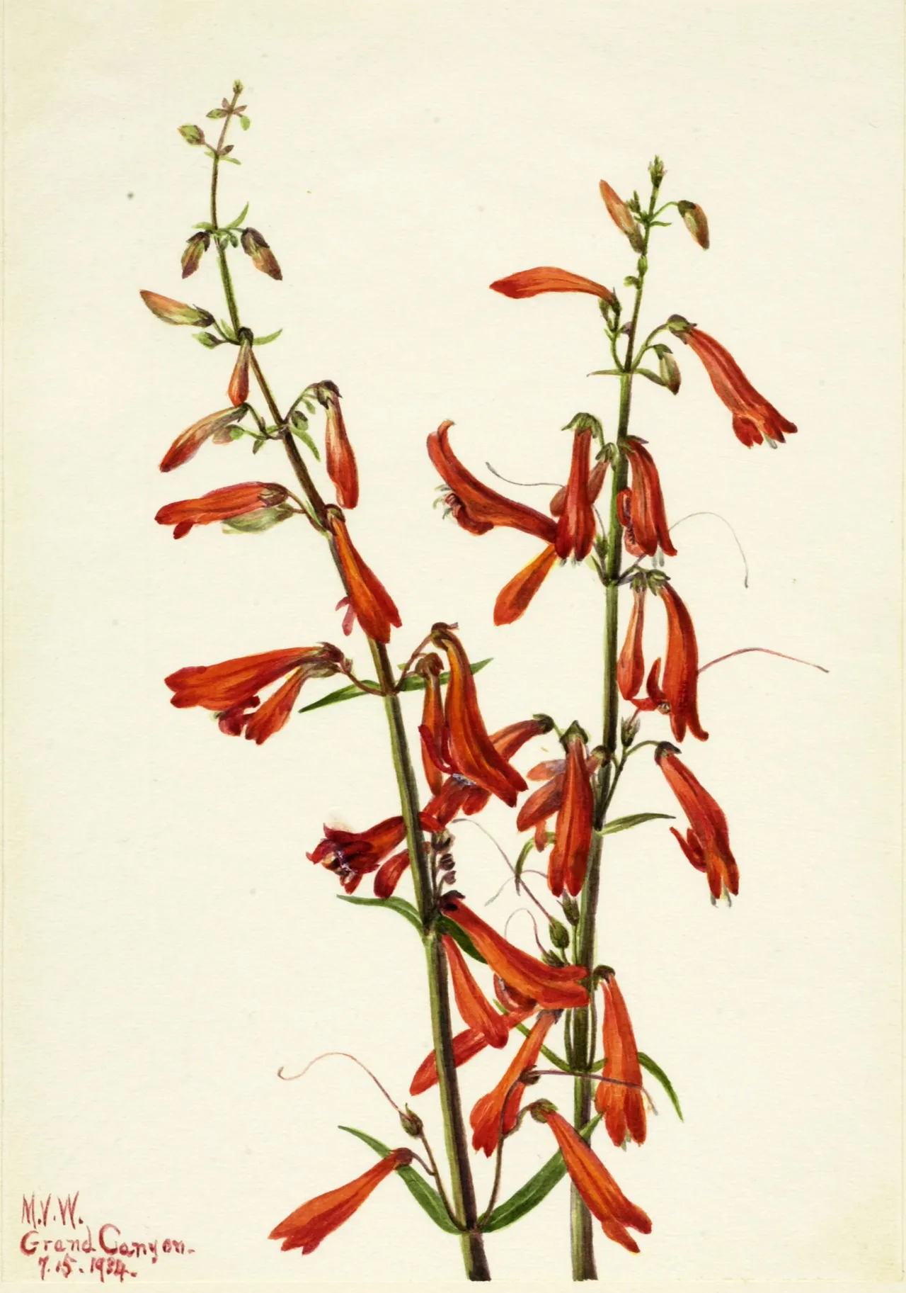 Beardlip Penstemon (Penstemon barbatus)
