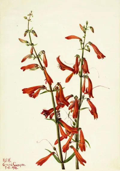 Beardlip Penstemon