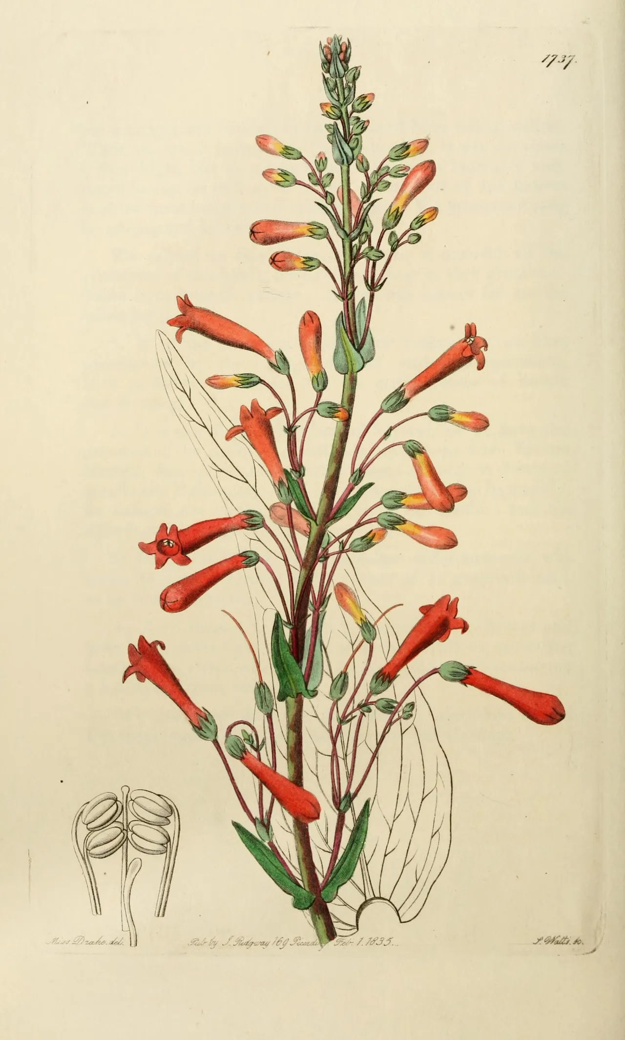 Scarlet bugler (Penstemon centranthifolius)