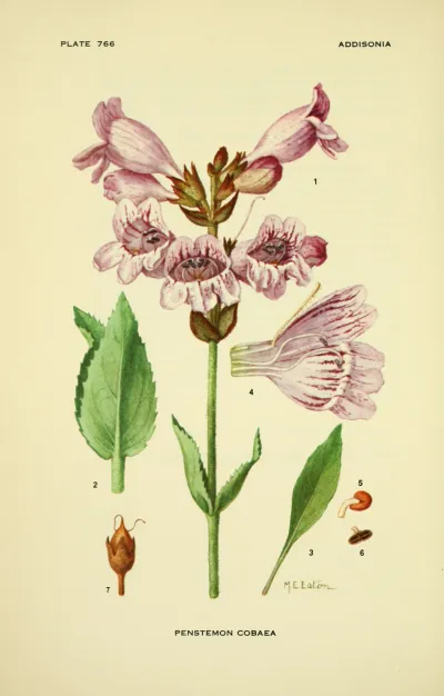 Cobaea beardtongue
