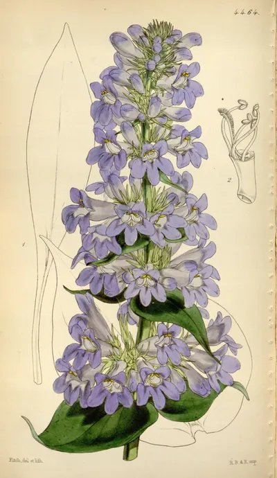 Wasatch Beardtongue