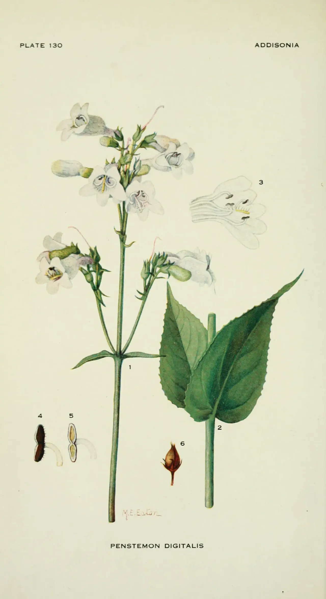 Foxglove beardtongue (Penstemon digitalis)