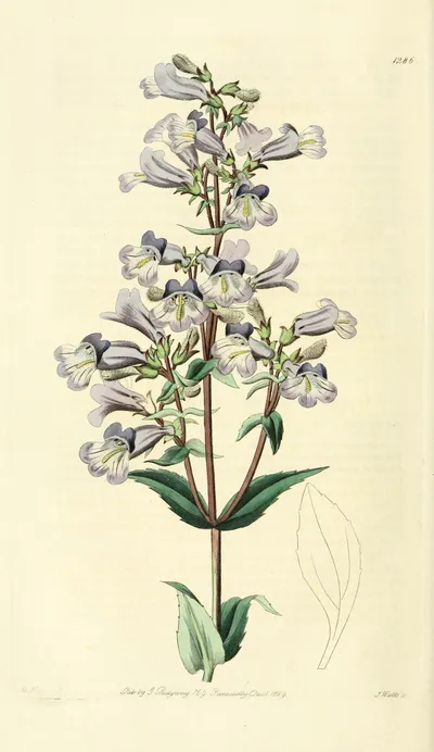 Lilac Penstemon