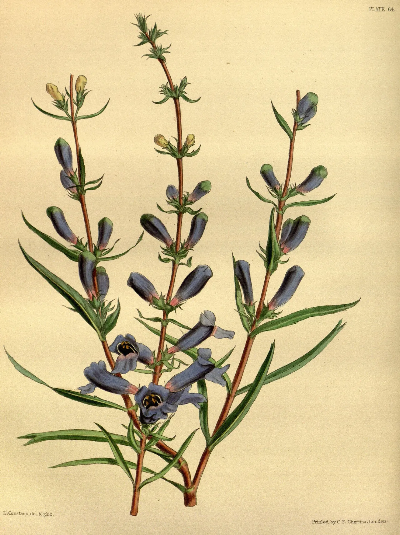 Bunchleaf Penstemon (Penstemon heterophyllus)