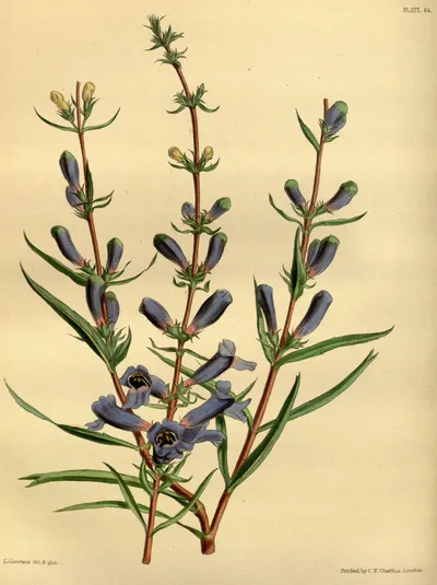 Bunchleaf Penstemon
