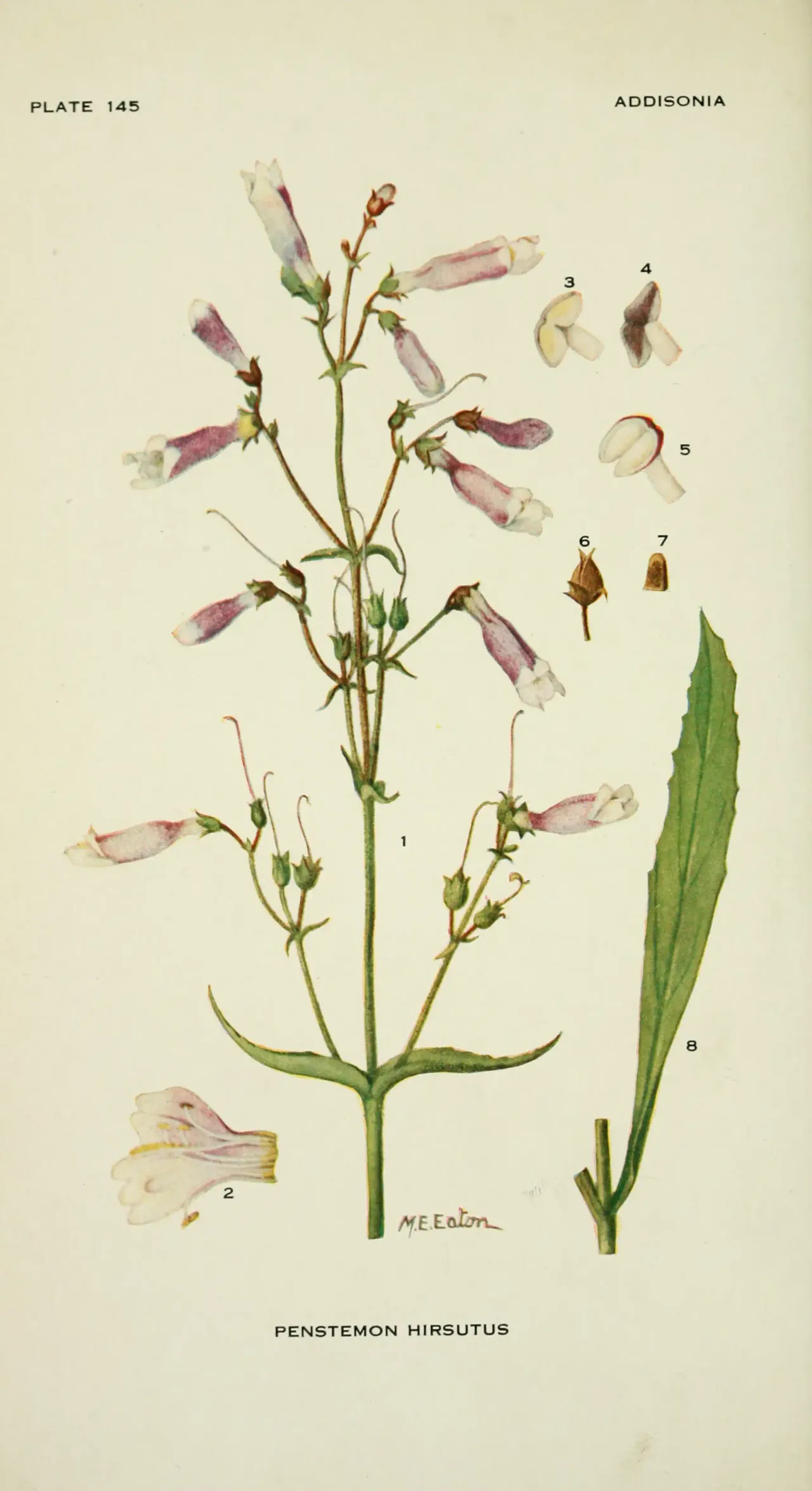 Hairy beardtongue (Penstemon hirsutus)