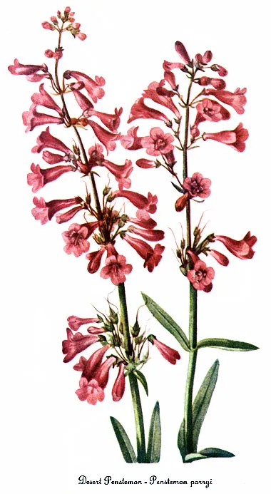 Parry's beardtongue
