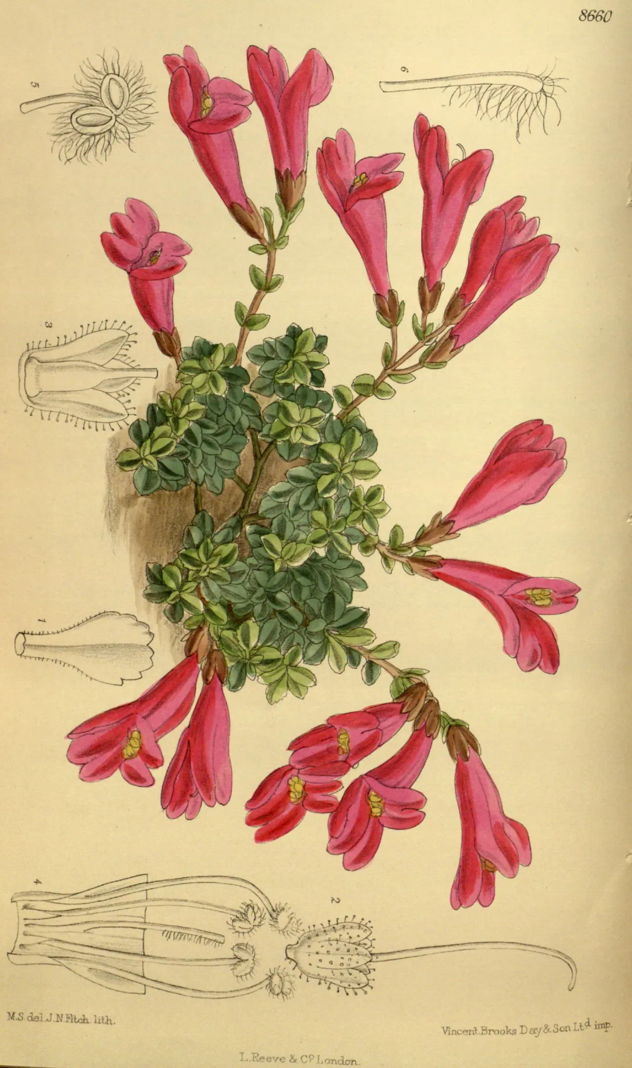 Cliff Beardtongue (Penstemon rupicola)