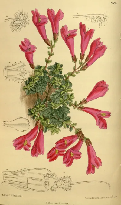 Cliff Beardtongue