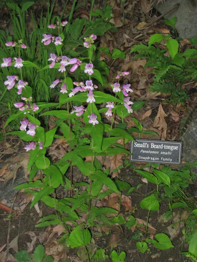 Small's Penstemon