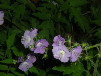 Purple Phacelia