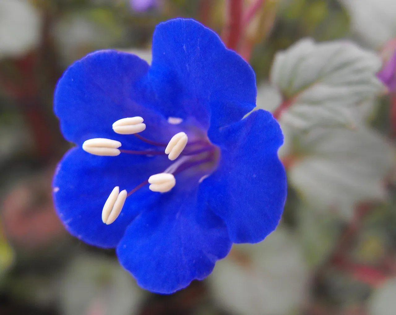 Desert bluebells (Phacelia campanularia)