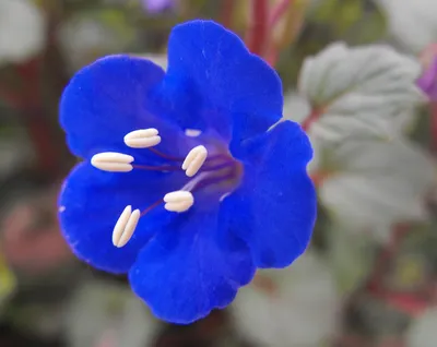 Desert bluebells