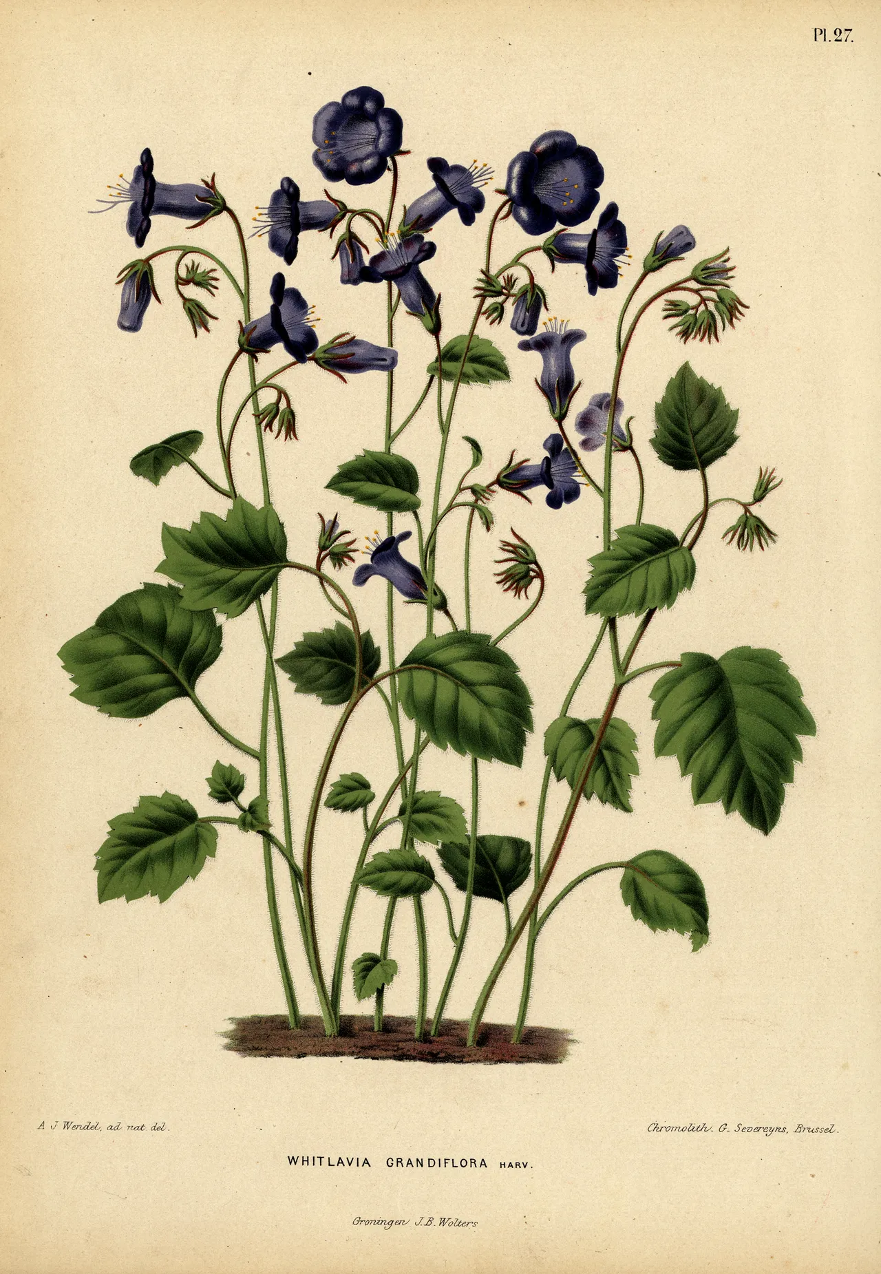 Wild canterbury bells (Phacelia minor)