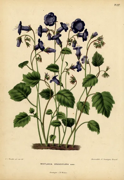 Wild canterbury bells