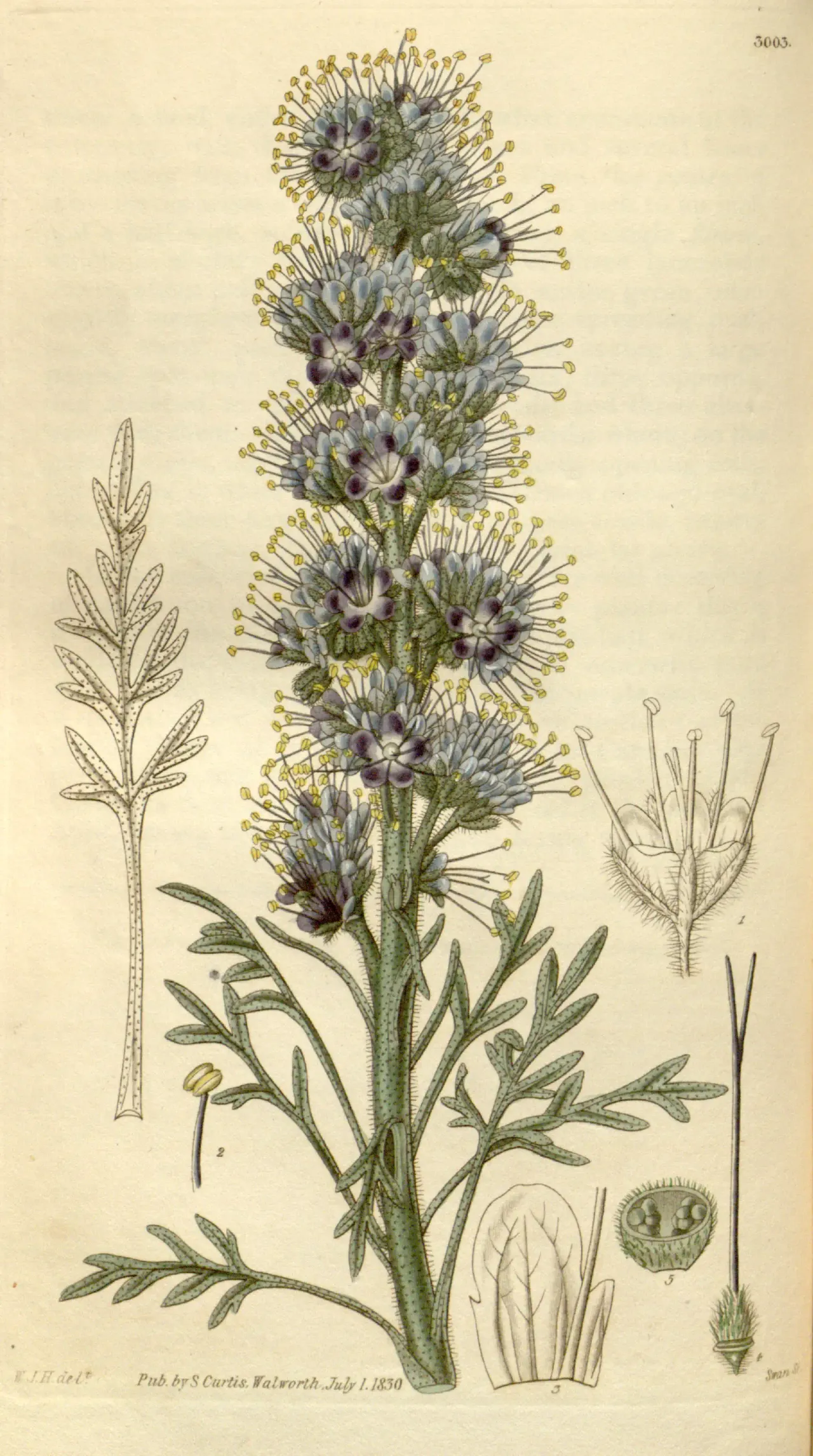 Silky Phacelia (Phacelia sericea)