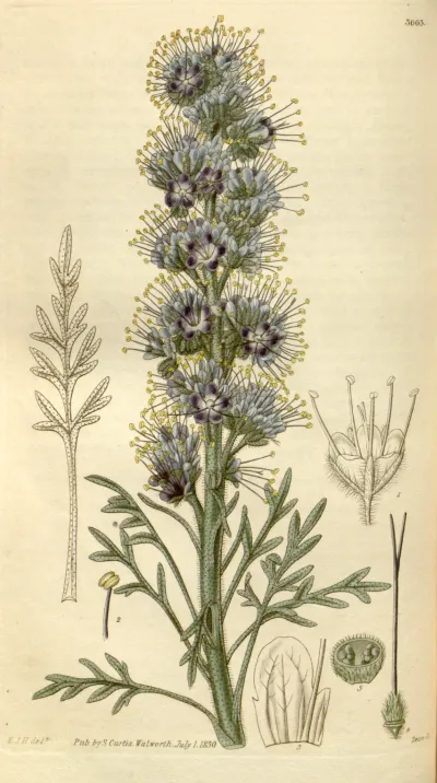 Silky Phacelia