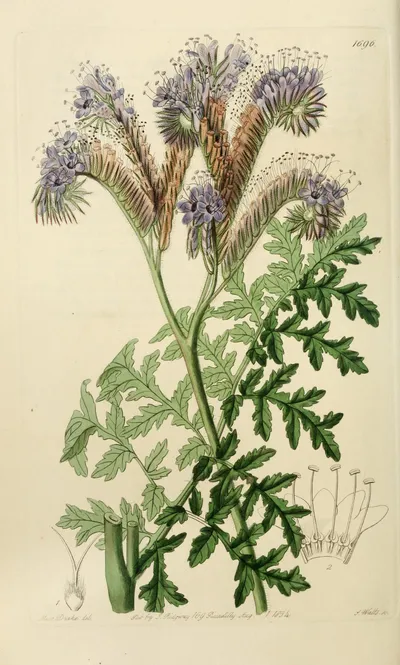 Lacy phacelia