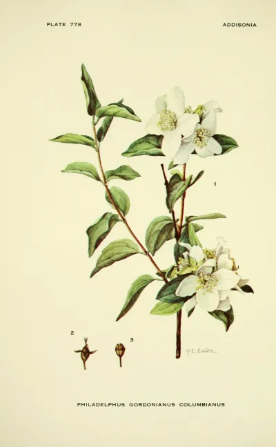Lewis' mock orange